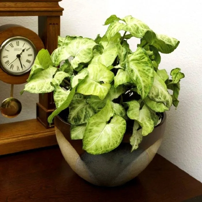 合果芋适合在室内养吗,合果芋黄叶怎么办