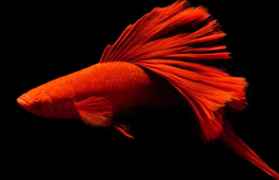 咋样养殖红箭鱼,好养的红箭鱼