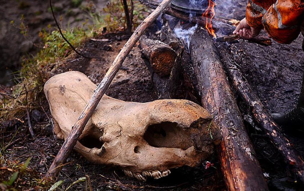战斗民族挖宝藏,东北出土猛犸象牙