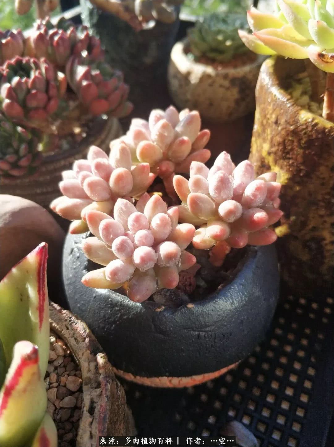 多肉之歌怎么写,多肉之歌