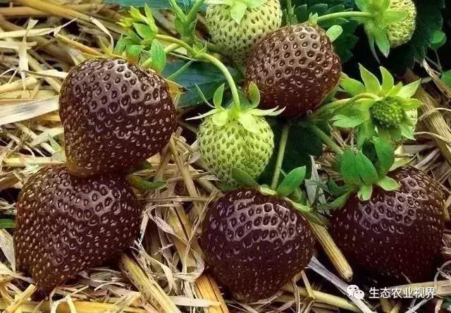 用一颗草莓吸引5百万游客,开5家主题乐园、4家超市、300个草莓屋