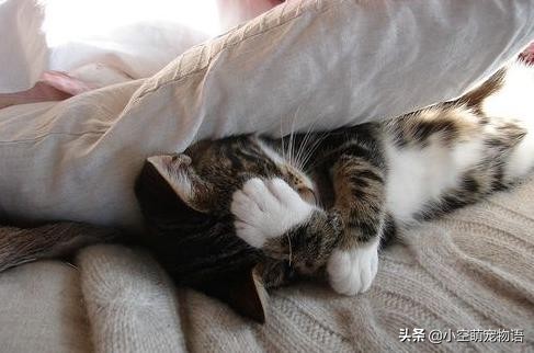 猫咪冬天喜欢钻被窝,为什么猫咪喜欢钻被窝