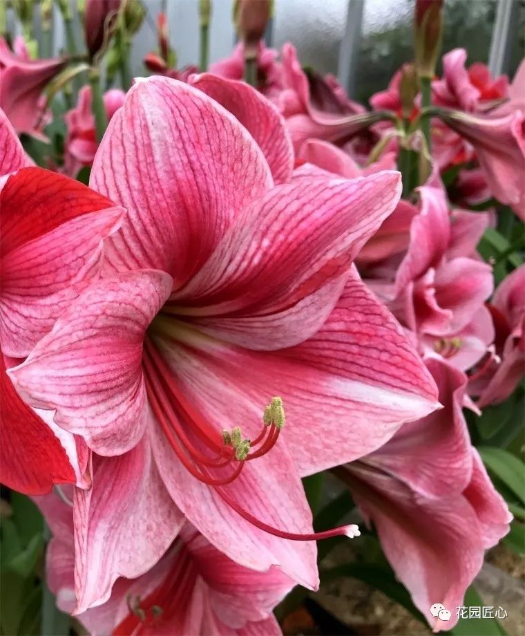 朱顶红为什么老是烂球,怎么才能让朱顶红不生小球