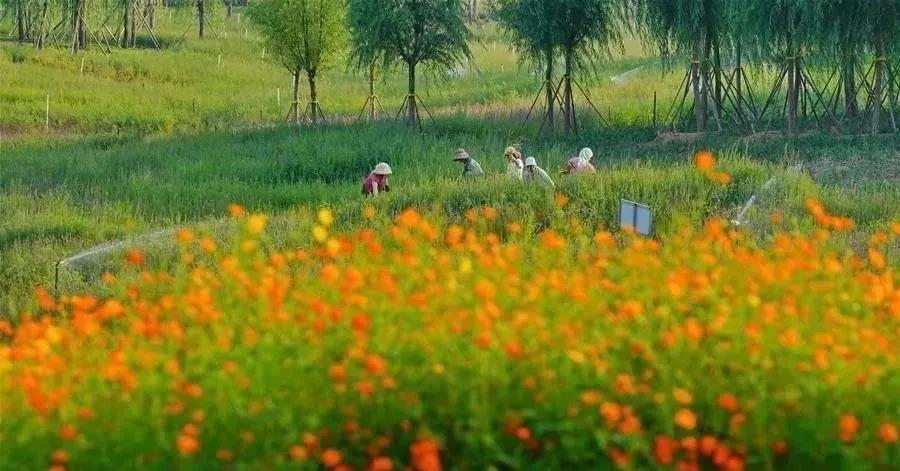 开平之美,开平的风景视频