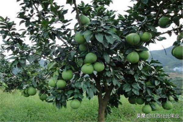 泰国红宝石青柚适合湖南种植吗,泰国红宝石青柚种植适宜温度