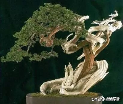 松柏盆景造型舍利,柏树盆景舍利制作全过程图解视频