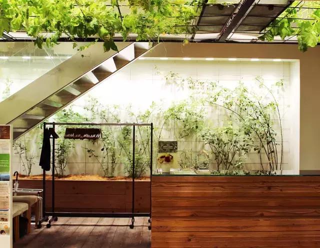 办公室里也能开挖掘机,办公室可以种葡萄