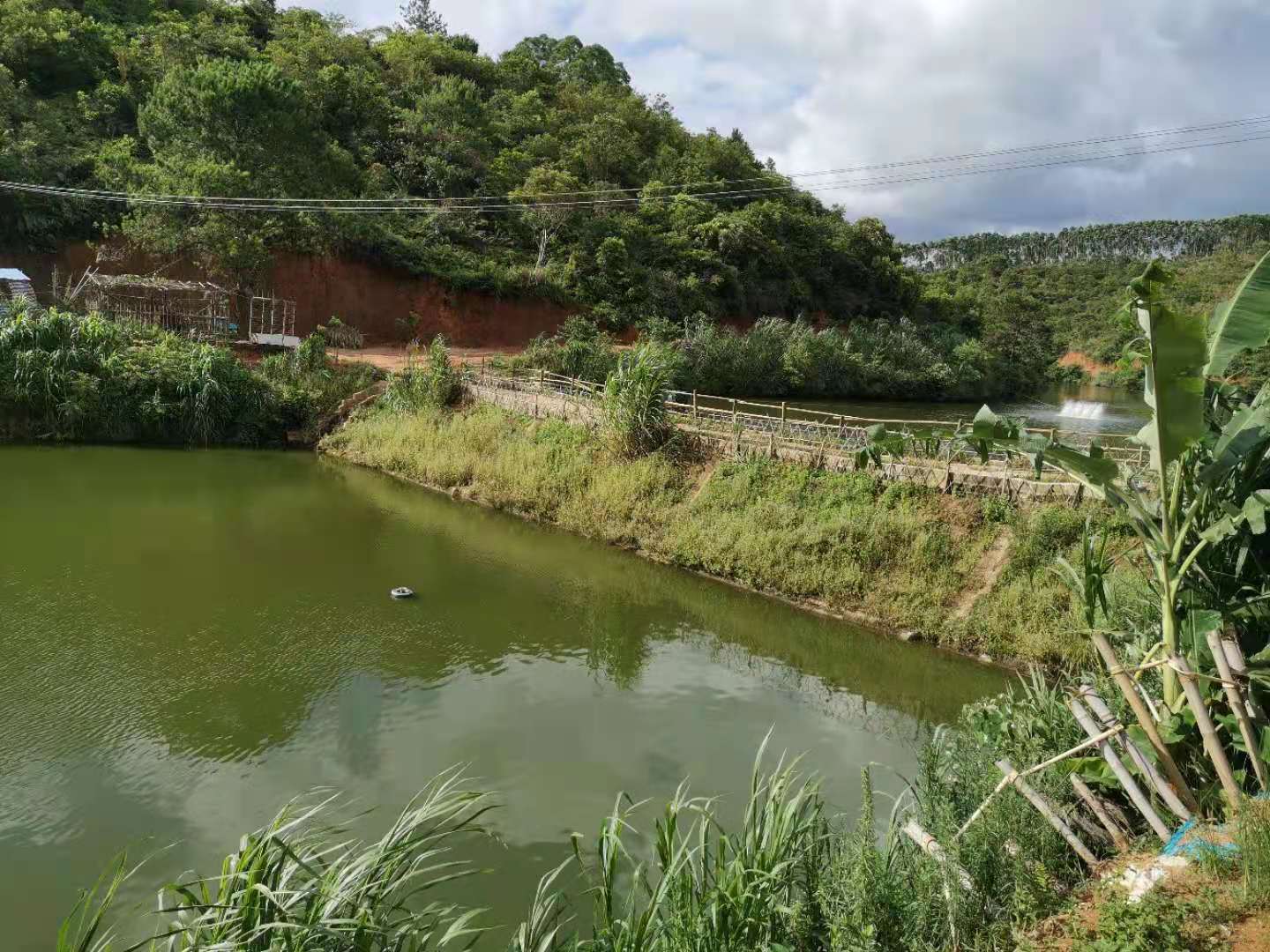 养殖的淡水鱼出现烂身烂鳃后死亡,请收好,做到这几点提高存活率