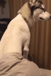 搞笑gif趣图妹子快现出原形吧,搞笑gif妹子你这发型挺别致