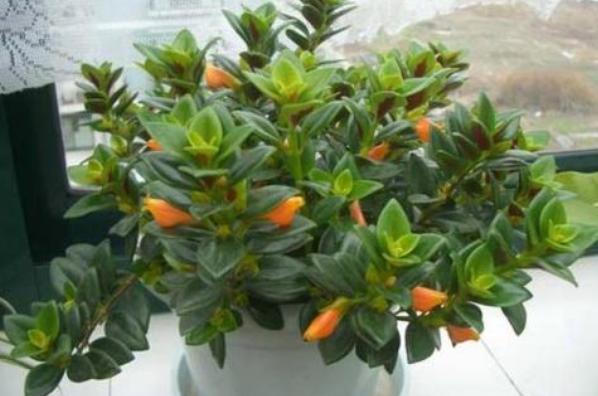 金鱼吊兰修剪下来的枝条怎样扦插,金鱼吊兰扦插一棵怎么能爆盆