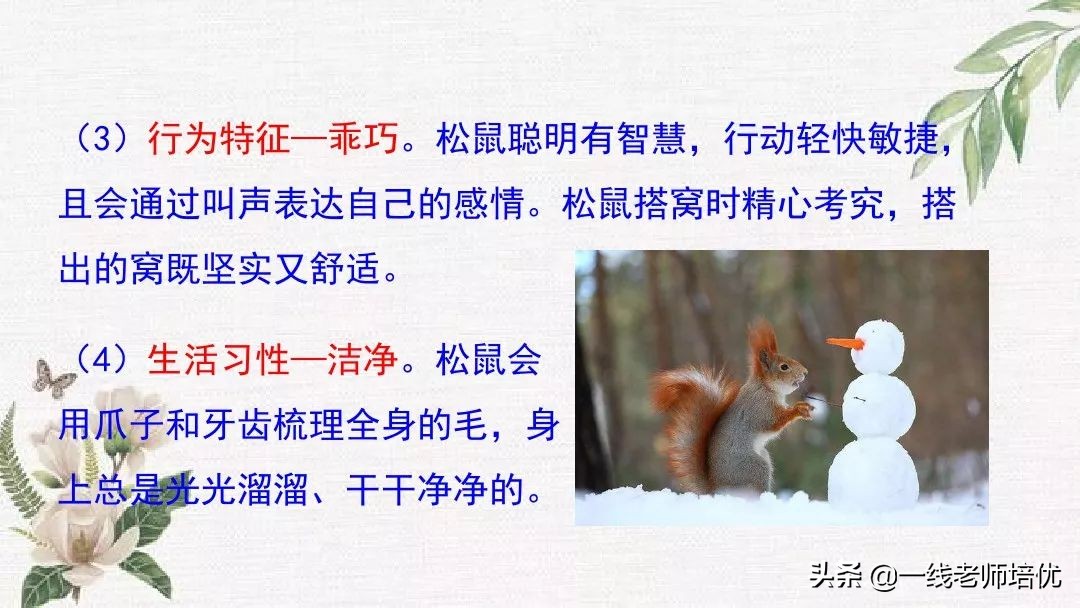 语文五年级上册第17课松鼠资料,部编版五年级上册第17课松鼠课件
