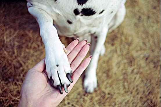 狗狗真菌感染后结痂需要清理吗,狗狗真菌感染是怎么引起的