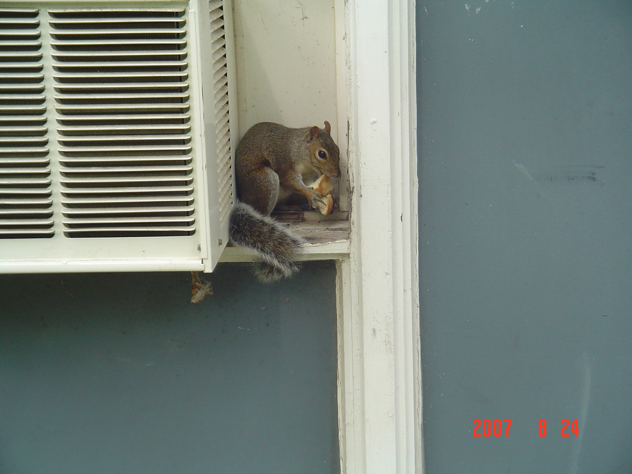 我的“大尾巴”,你在异国他乡还好吗?