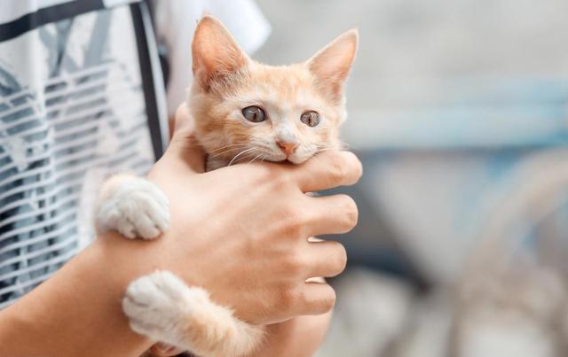 1000买猫,6000医,当你准备养猫时,坑就已经挖好了