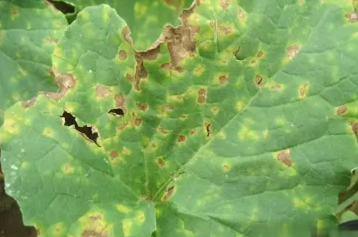 治疗靶斑的最好方法,黄点靶斑病防治