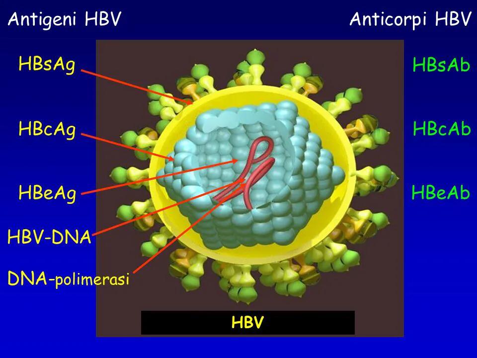 丙肝可以治愈乙肝研究最新进展,丙肝可以治愈为什么乙肝还不行