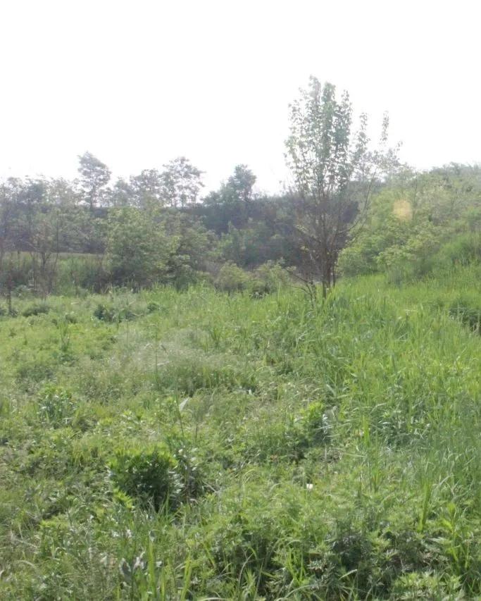 凤翔区生态环境,凤翔的生态环境