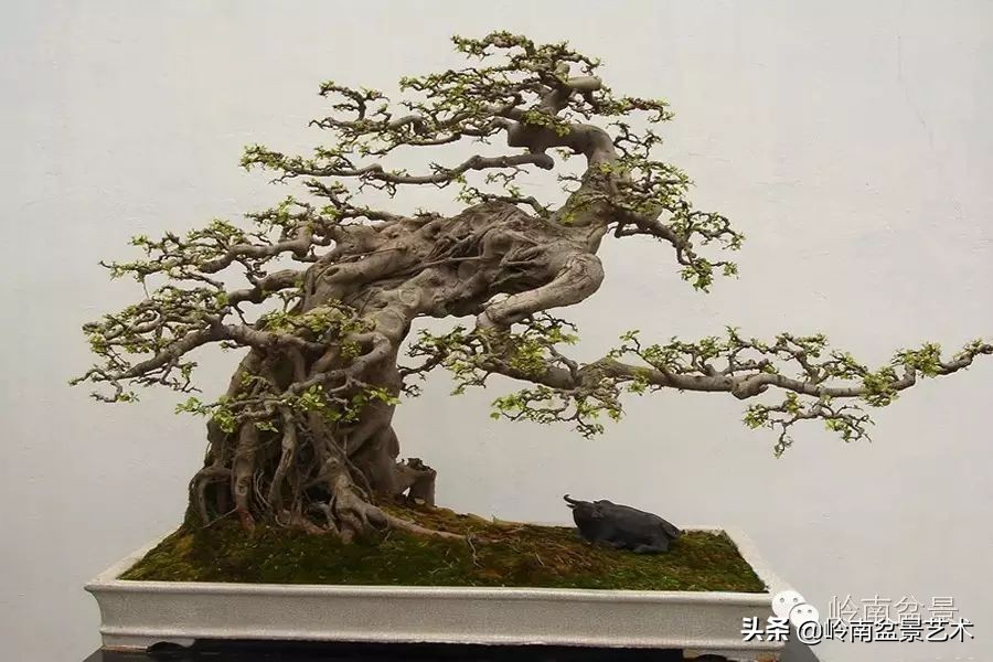 盆景结顶的形式,最好的盆景结顶方法