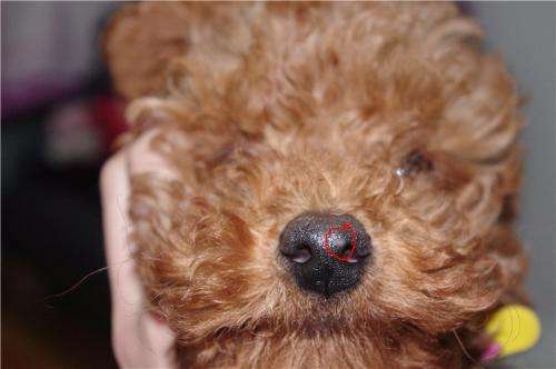 打泰迪犬,泰迪犬可以打吗