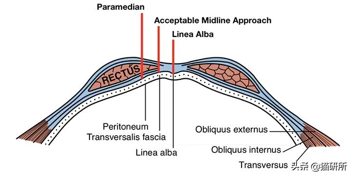 猫咪绝育正切痛还是侧切痛,猫咪绝育是切蛋还是切鸡
