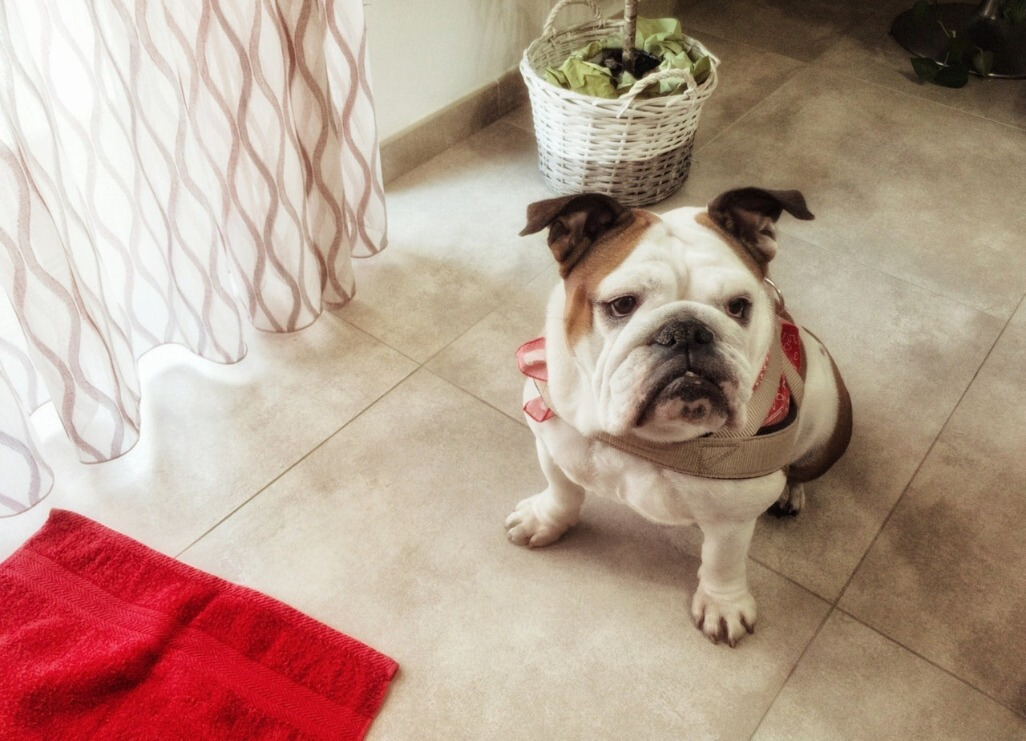 狗狗老是吃垃圾怎么制止,狗狗8大坏习惯你家狗狗总占一样