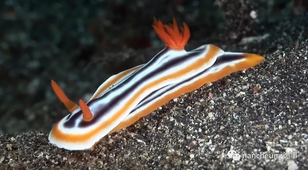 深海迷航第49天神秘生物,深海海底神秘的10种生物