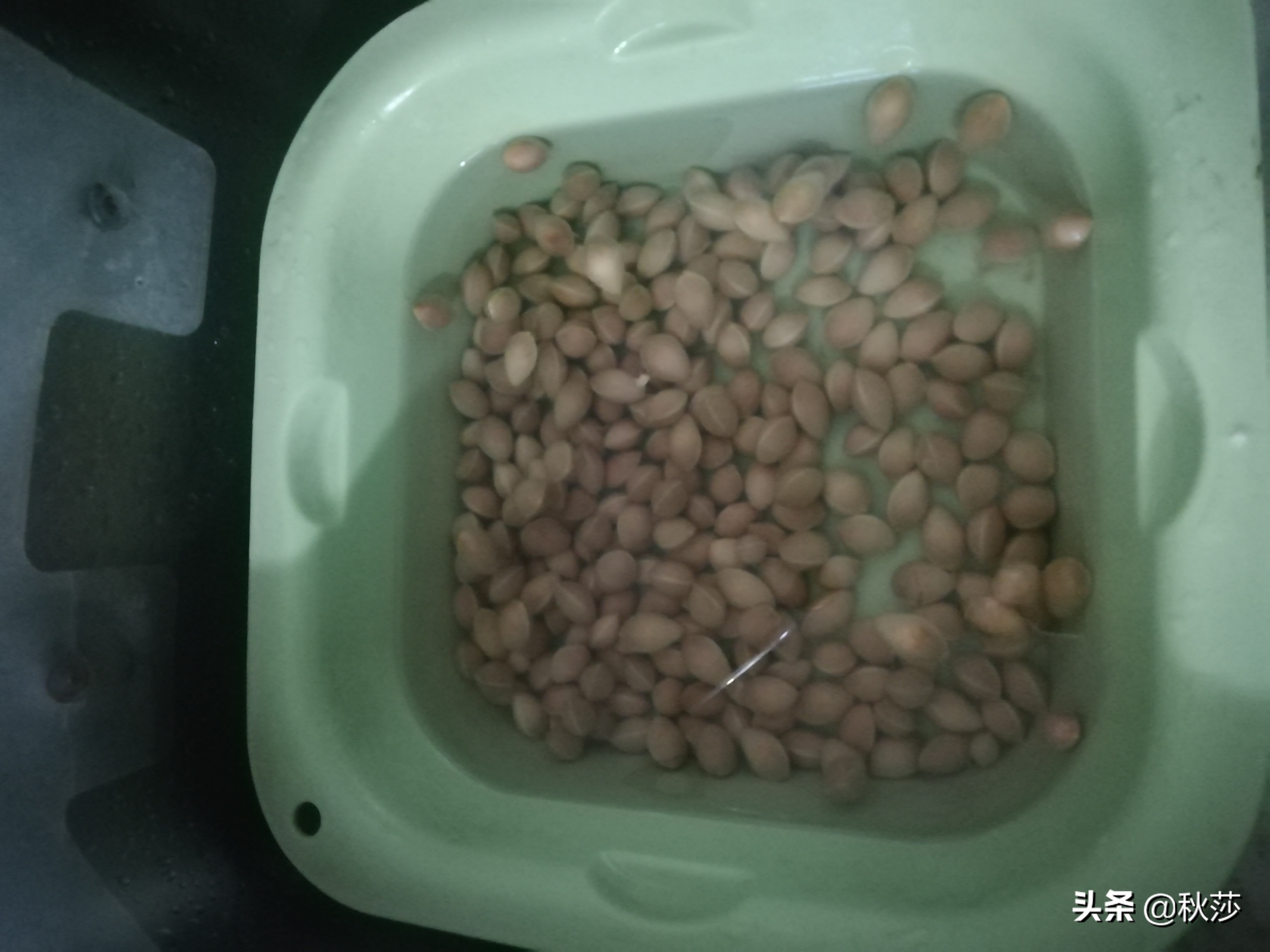 深秋拾黄叶,苏州收白果