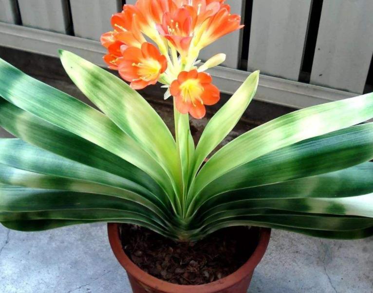 花生壳可以直接垫君子兰花盆底吗,君子兰换盆可以掺入一些鸡蛋壳吗