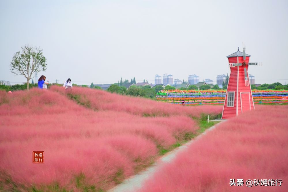 常熟粉黛花海景点,常熟市油菜花田