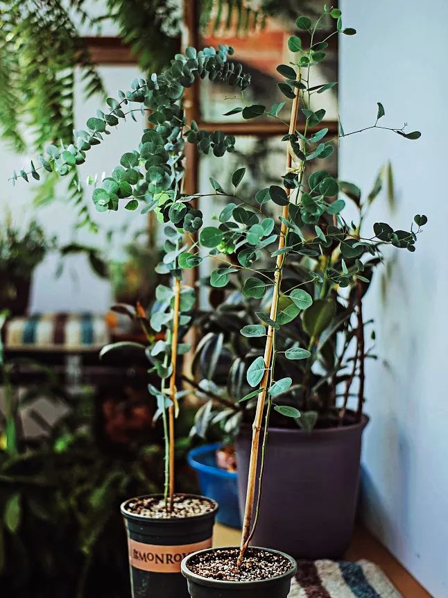 尤加利叶的养护知识,花店的尤加利叶要怎么养护