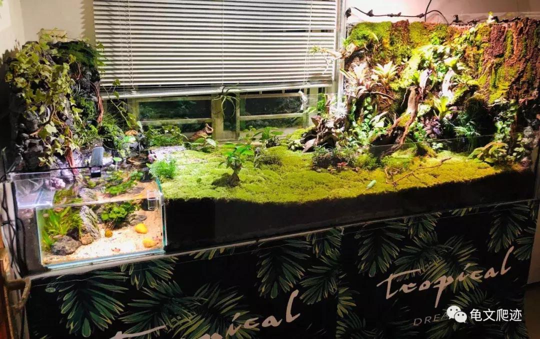 半水龟环境布置,最好玩的半水龟