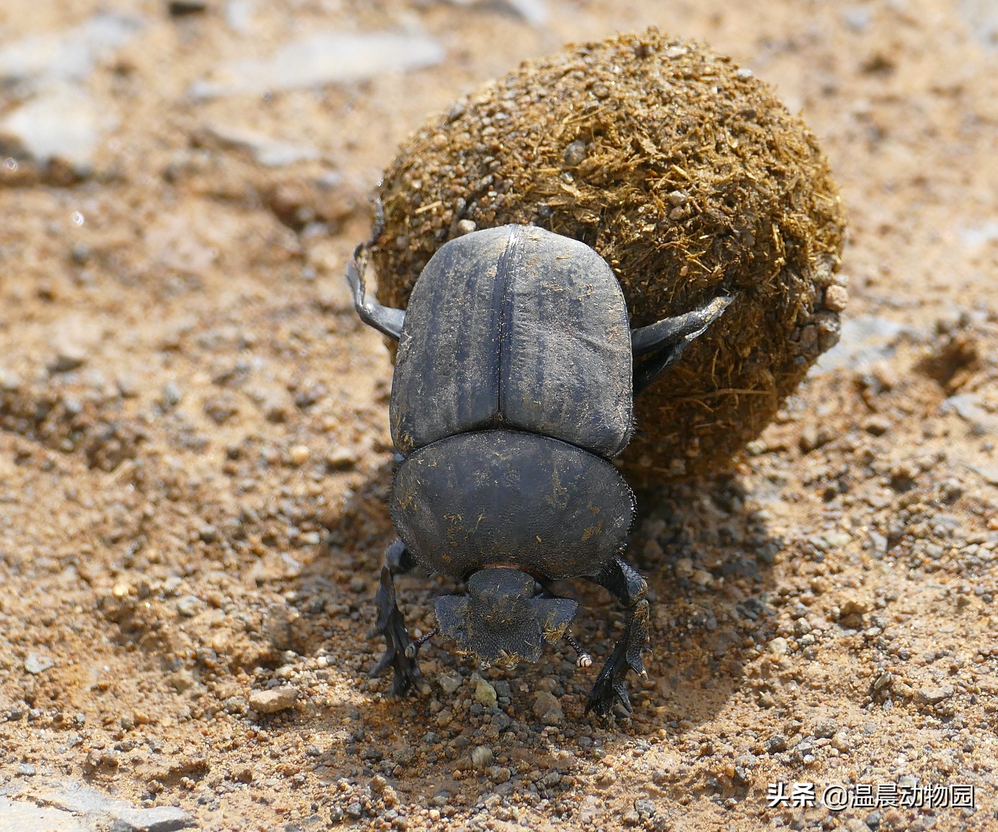 小时候农村人玩过的十种昆虫,农村人小时候一定玩过的10种昆虫