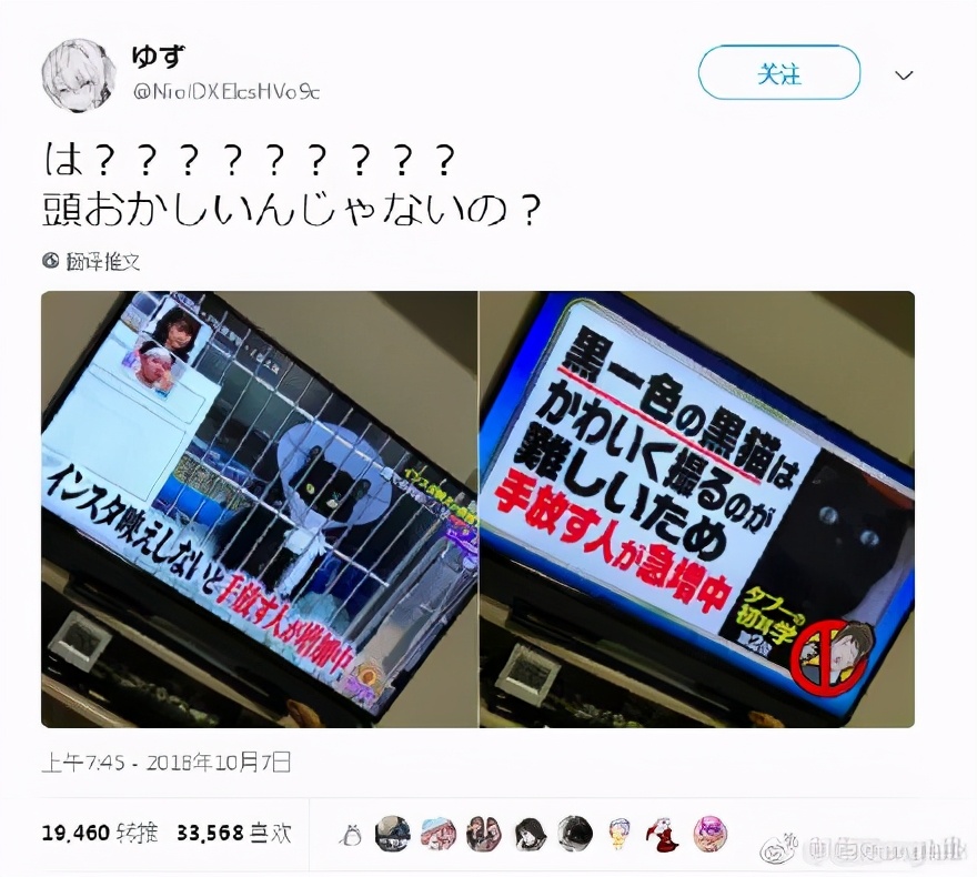 谁说黑猫不能带来好运,为什么都说黑猫不吉利