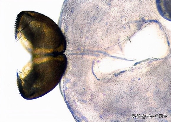 鱼类体内寄生虫图片大全,春季鱼类常见的寄生虫