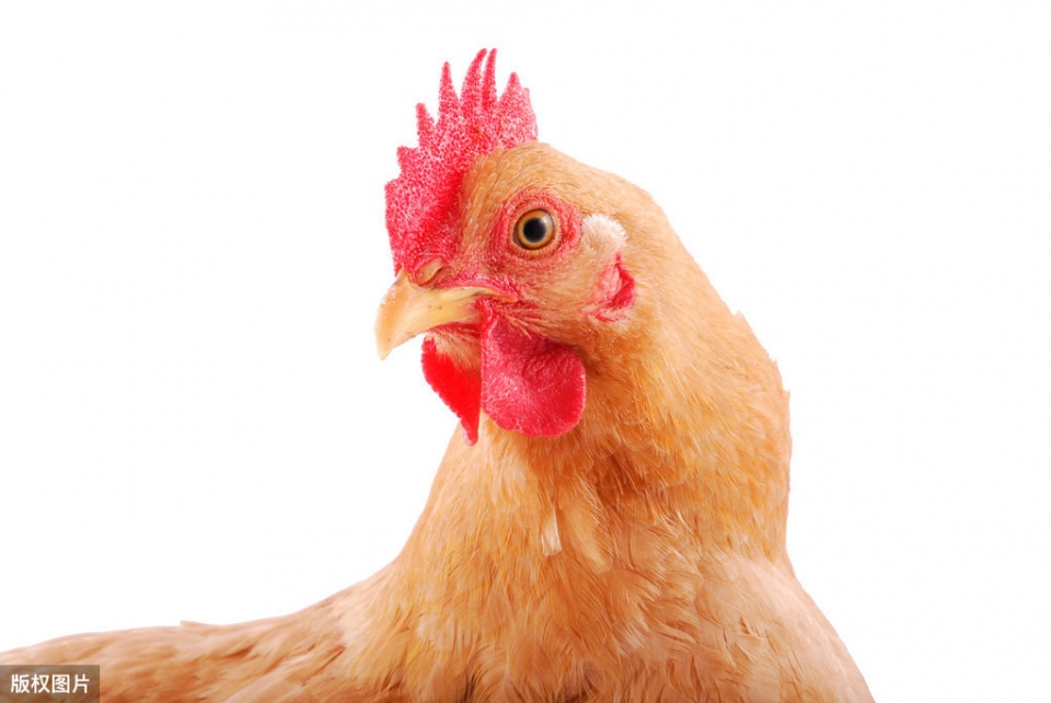 鸡开口呼吸是什么病,鸡张口喘气呼吸急促是什么原因