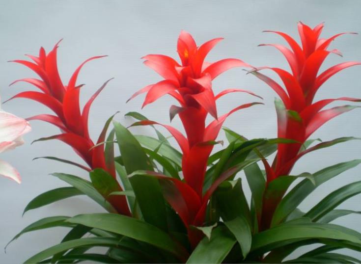 花期最长的3种花值得拥有,开春入手月季