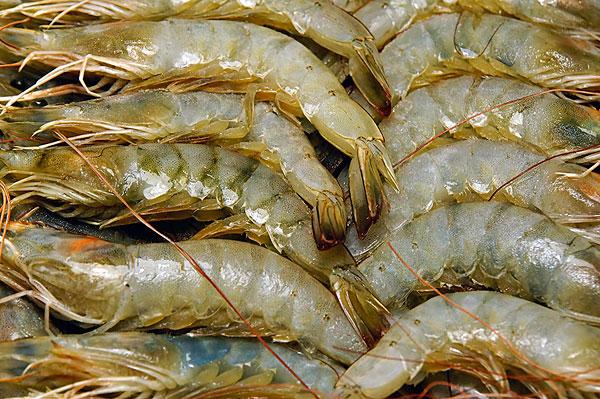 罗氏虾怎么辨别公母,罗氏虾怎么分辨好坏