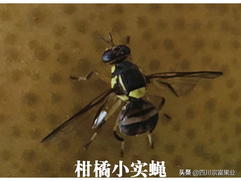 柑橘小实蝇,柑橘小实蝇雄虫与雌虫的区别