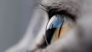 猫狗有眼屎用什么眼药水,猫狗眼睛流眼泪里面有眼屎