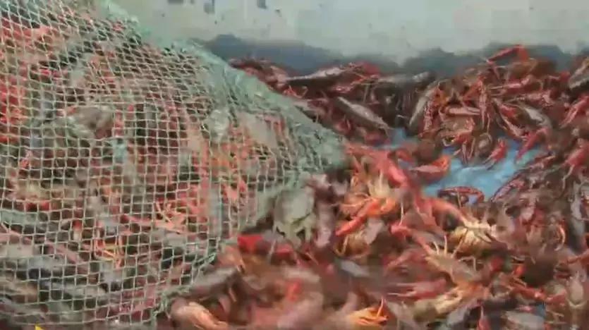 养10亩小龙虾一年赚多少钱,养100亩小龙虾一年能赚多少钱