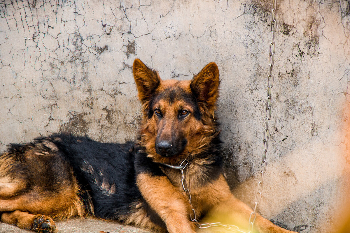 三个月德牧怎样喂肥,德牧犬太瘦了怎么喂