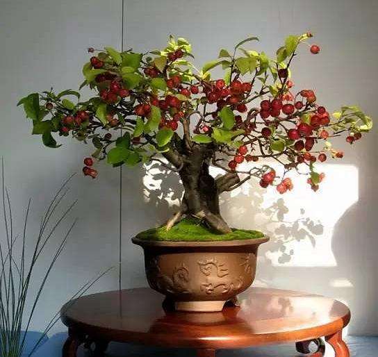 果树盆景院子,果树盆景种