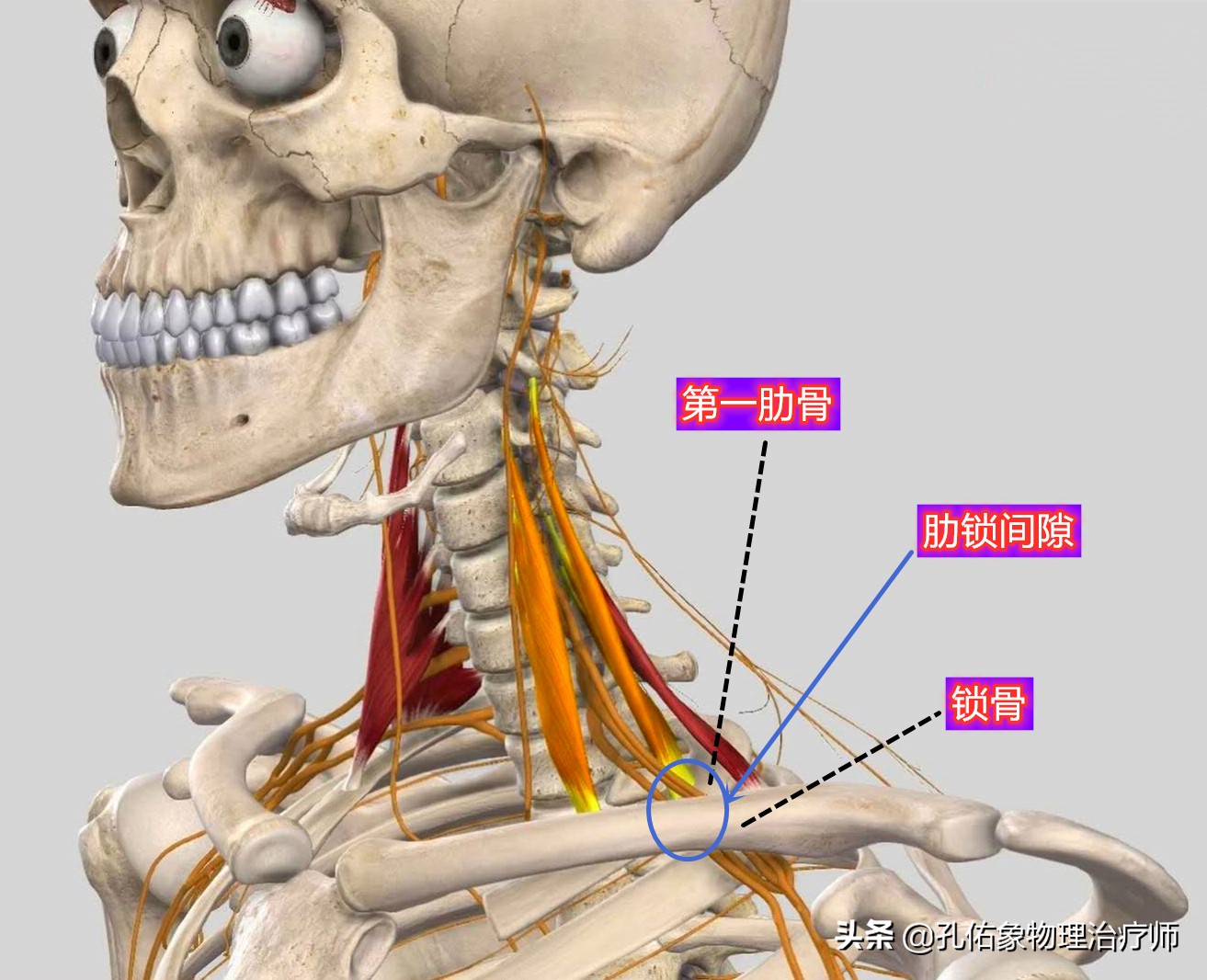肩周炎肩膀疼痛用什么药,肩膀疼是肩周炎吗还是其他原因