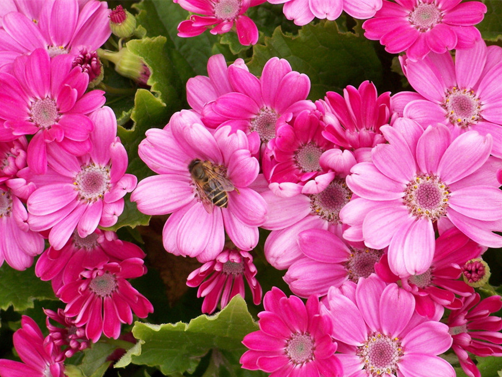 瓜叶菊越冬注意事项,瓜叶菊叶子有白粉病怎么处理