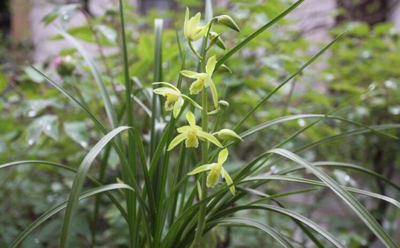 兰花长苞没等开花就花苞枯萎了,网购的兰花花苞枯萎怎么回事