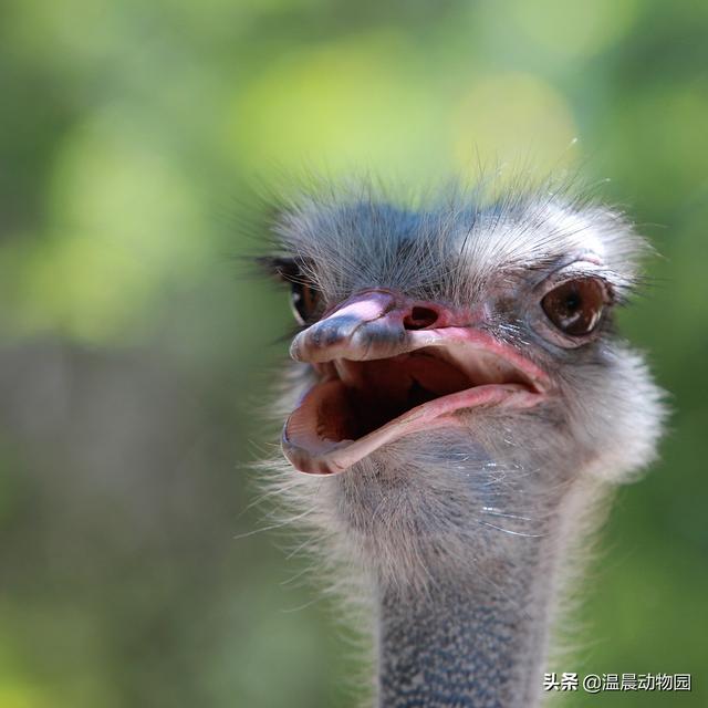 鸵鸟遇到危险把头埋进沙子图片,鸵鸟遇到危险时会把头埋在沙里吗