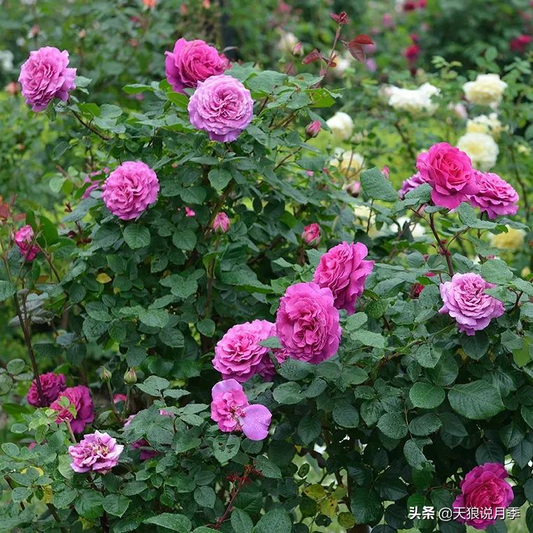 浪漫者的情怀，实用派的操作，一起来邂逅这8款法式月季