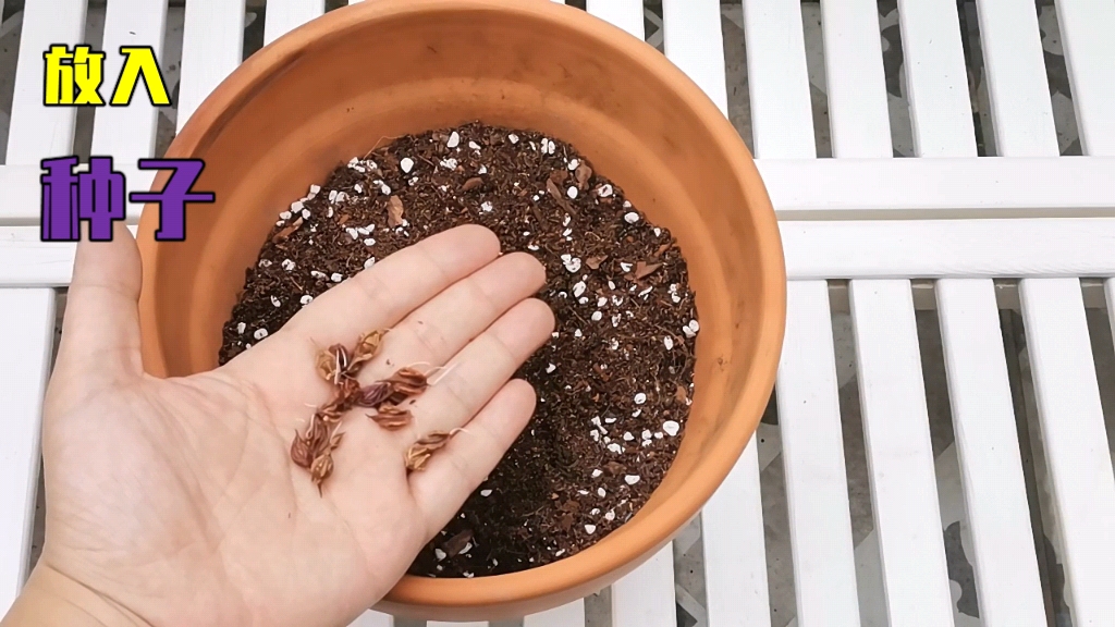 酢浆草如何播种,酢浆草从种子到发芽到开花全过程