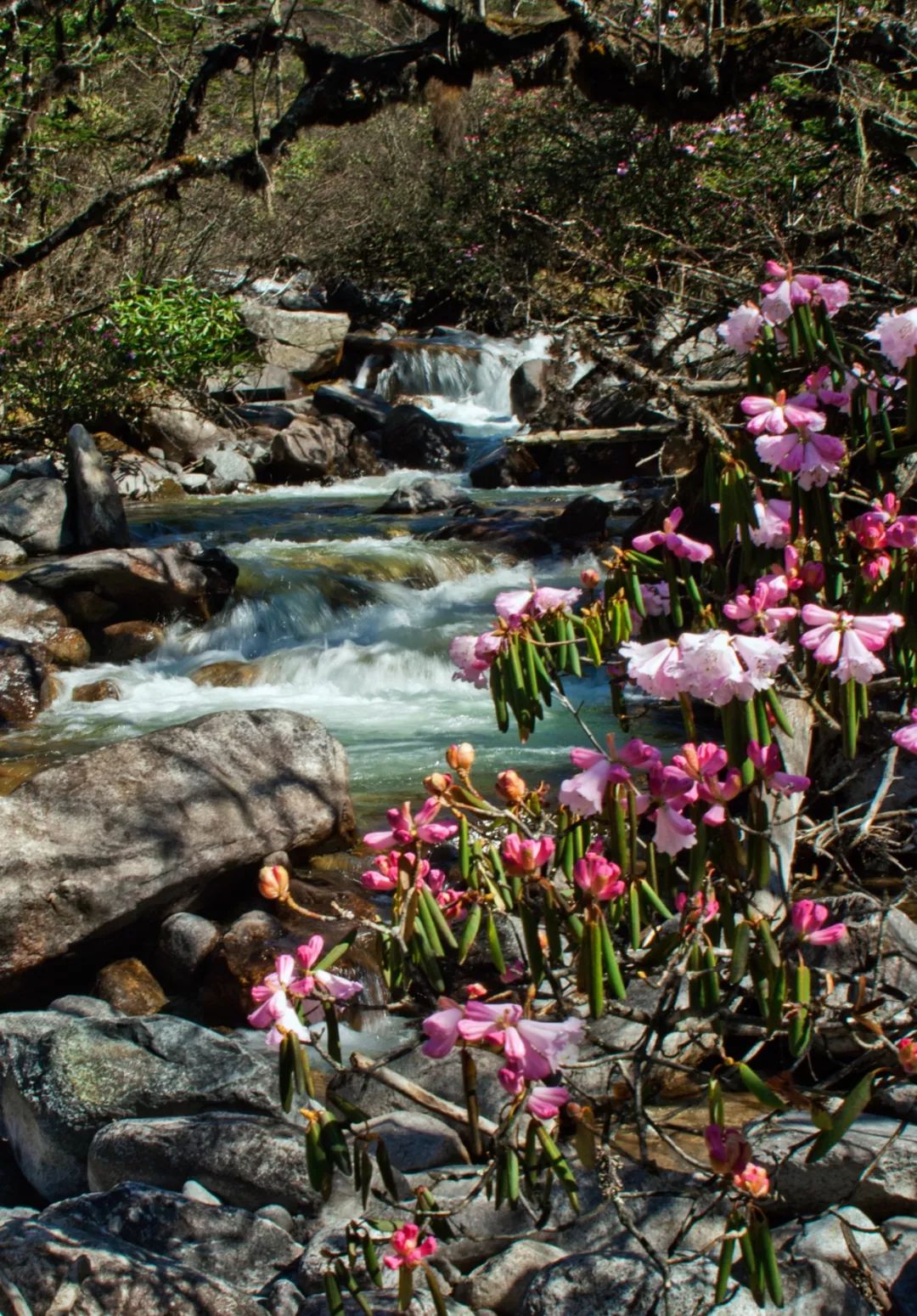 木格措旅游冬季攻略,木格措7月1日免门票否