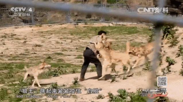 养狼disco：我在*疆新**，把狼养成了哈士奇